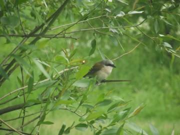 Gąsiorek, K. Pira, OT BPK