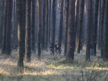 Daniele w drągowinie, M. Mydłowski, OT BPK