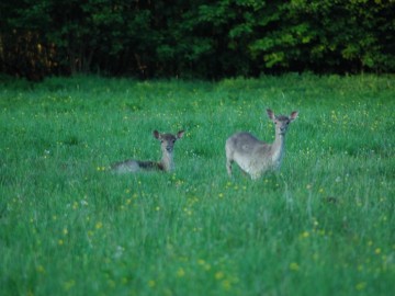 Daniele, K. Pira, OT BPK