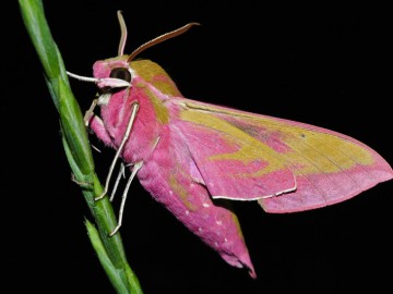 Zmrocznik gładysz, Deilephila elpenor, J. Nowak, OT BPK
