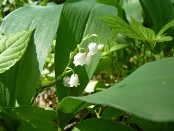 Konwalia majowa, K. Mihuniewicz, OT BPK