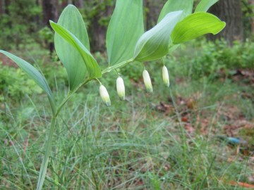 Kokoryczka wonna, K. Nowak, OT BPK