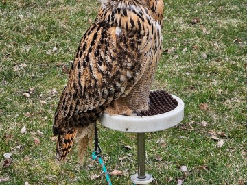 Noc sów w Moszczenicy - 2026, 