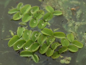 Salwinia pływająca w rez. Piskorzeniec.