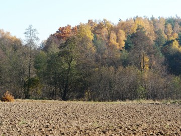 Okolice Borchówki