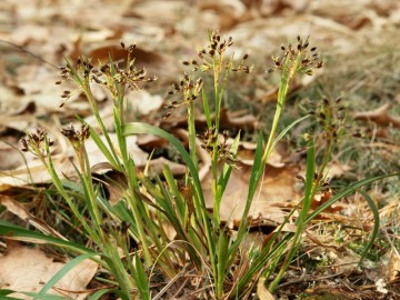 Kosmatka owłosiona