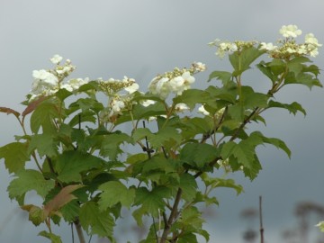 Kalina koralowa